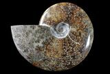 Bargain, Polished Ammonite (Cleoniceras) Fossil - Madagascar #166378-1